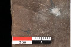 Foto (Detailansicht) von Sphaerococcites parschlugianus Ettingshausen (NHMW-GEO-2024-0188-0095)